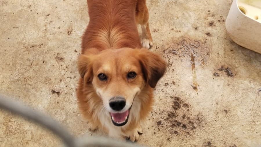 Familia feliz con su perro adoptado